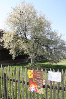  zdjęcie reportażowe z wydarzenia festiwalowego. Kliknij, aby powiększyć zdjęcie